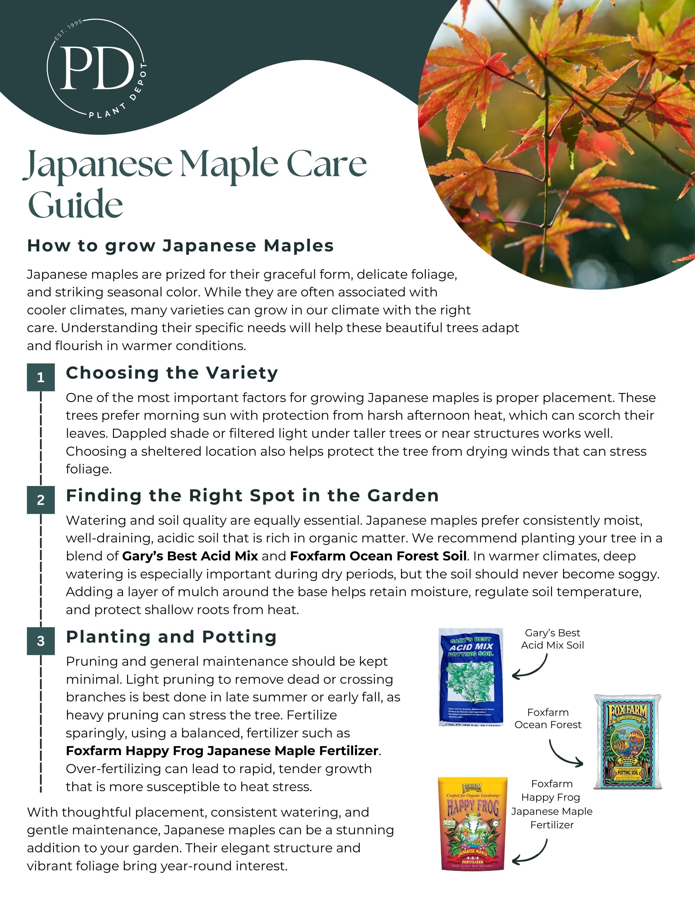 Japanese Maple Care Guide — Plant Depot